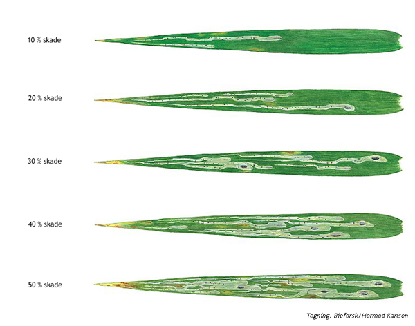 Skade av havrebladminerflue