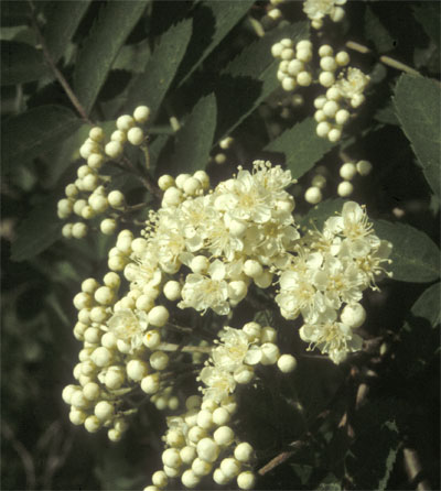 Rogn i full blomst (foto: Sverre Kobro, NIBIO)